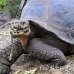 tortoise_galapagos_pa_h_0107_ecu2141.jpg